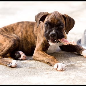 Enjoying raw meaty bone