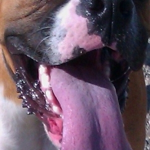 Lethal tongue!