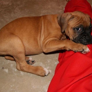 Roman! 7 weeks old!