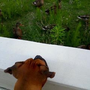 Boston and the Ducks