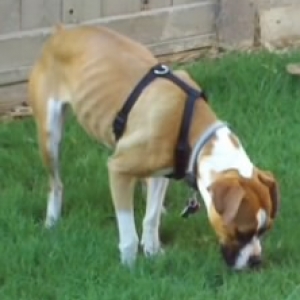 first_time_in_her_new_backyard