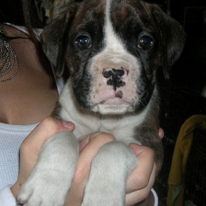 Our New Puppy Leia