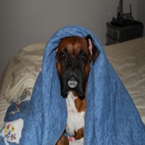 Bed Messer