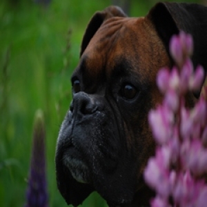 sittin in the lupins