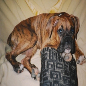 Puppy