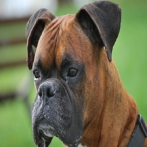 handsome boy