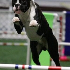 Agility1