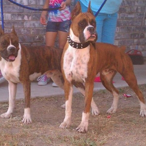 rex & tiger