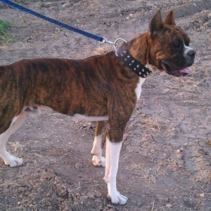rex
