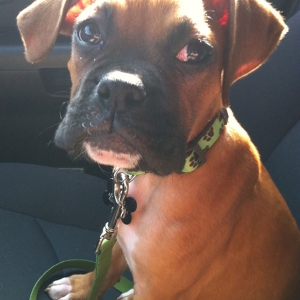 Boone's drive home