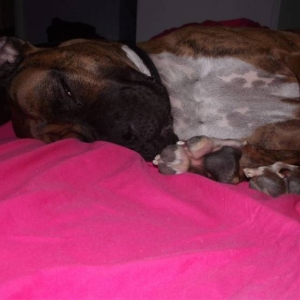 Tyson nappin