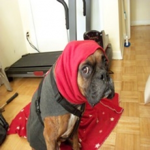 not amused