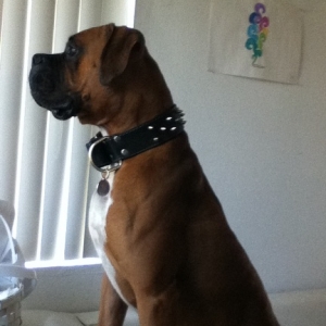 cuddidog