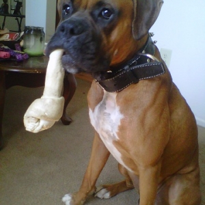 cuddi loves his bone