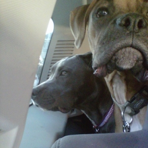 cuddi & sophie car ride!