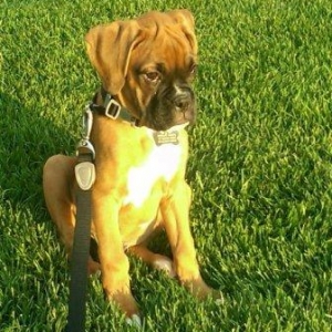 Bentley training