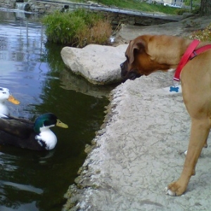 ooOo ducks !