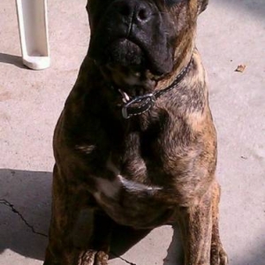 Monster the pup