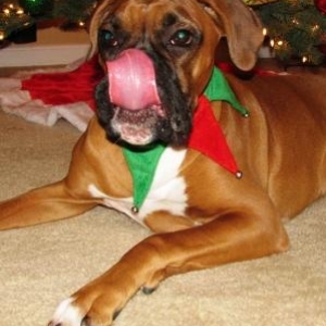 Bentley can lick his eyeballs