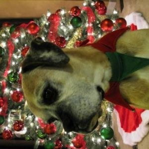 Molly at Christmas