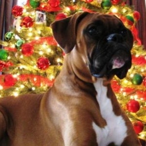 Bentley's first Christmas