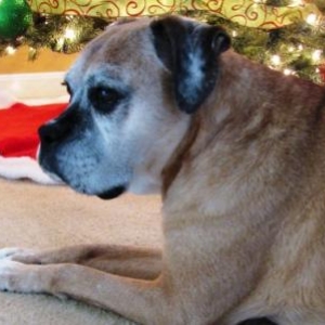 Molly's 10th Christmas