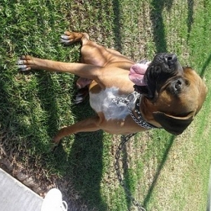 cuddi chillin after the dog park