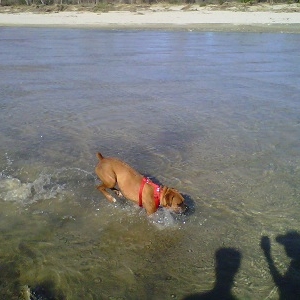 leaping through the water