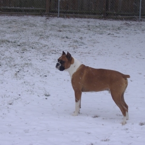 Rudy in Snow
