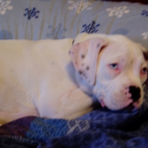 Romeo as a baby in bed