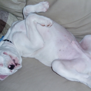 Goofy Romeo on his back