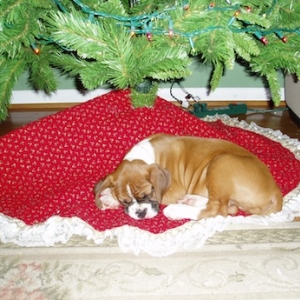 Rudy under Christmas tree