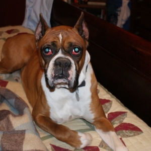 Rudy in our bed
