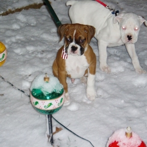 boxer pups in snow