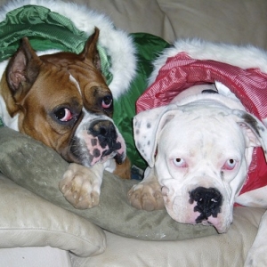 Pups in Christmas outfits