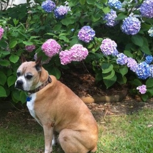 Rocky posing 4 me