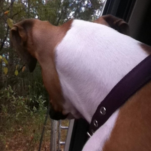 Shotgun!