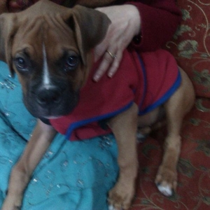 scooby