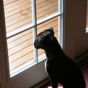 Looking at the cat...