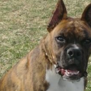 sarge