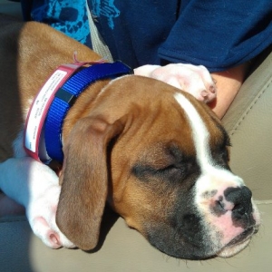 Remy's first ride home