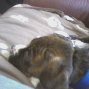 Loki sleeping