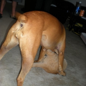 Tail Action shots
