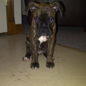 toby1