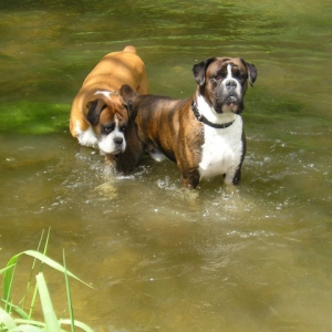 Boswellin & Coriander