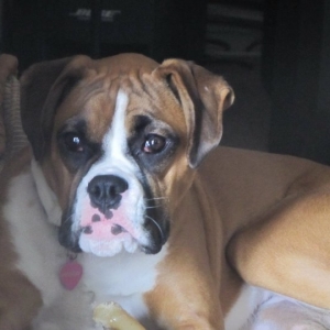 Presley on her bed