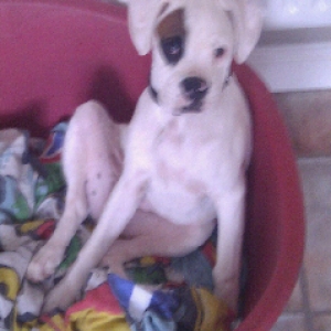 Alfie
