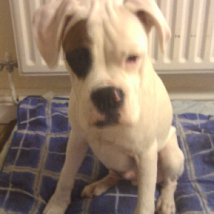Alfie 2