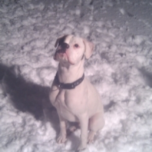 Alfie 3