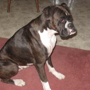 Buddy looking serious